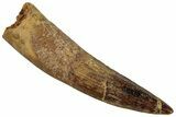 Fossil Spinosaurus Tooth - Real Dinosaur Tooth #324879-1